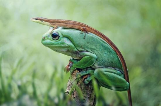 Katak Vs Cicak 