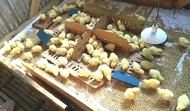Mau Ternak Ayam? Haram Memisahkan Anak Ayam Dari Induknya